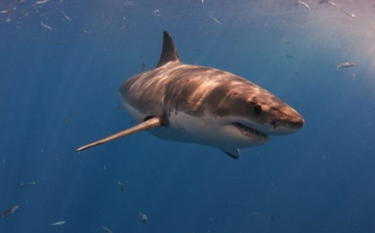 Great White Shark Facts – Interesting Info On The Apex Predator