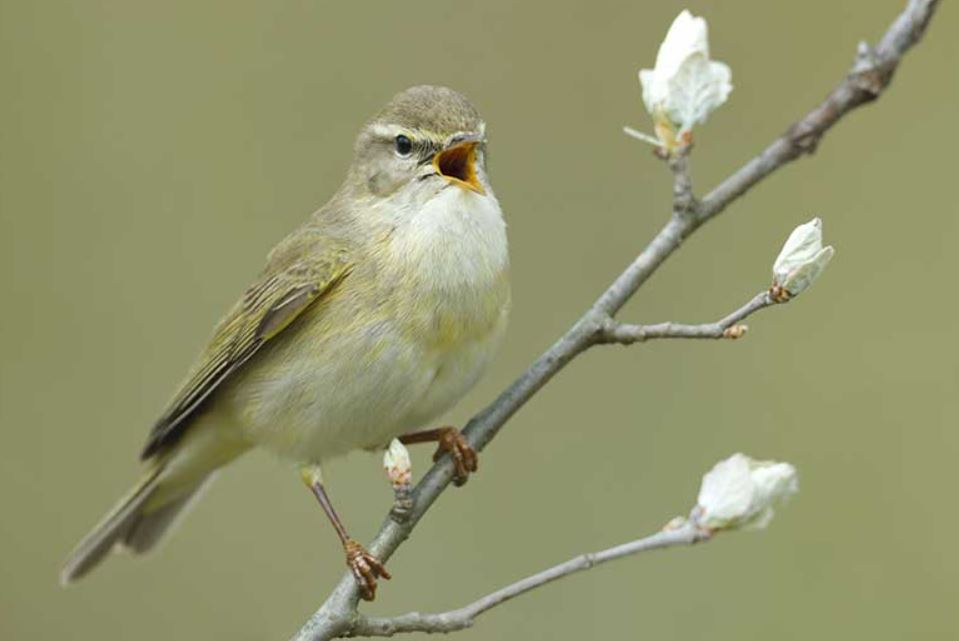 Most Common British Birds List With Pictures And Identification Tips