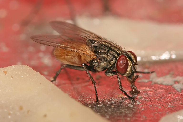 types-of-small-house-flies-with-pictures-identification-and-control