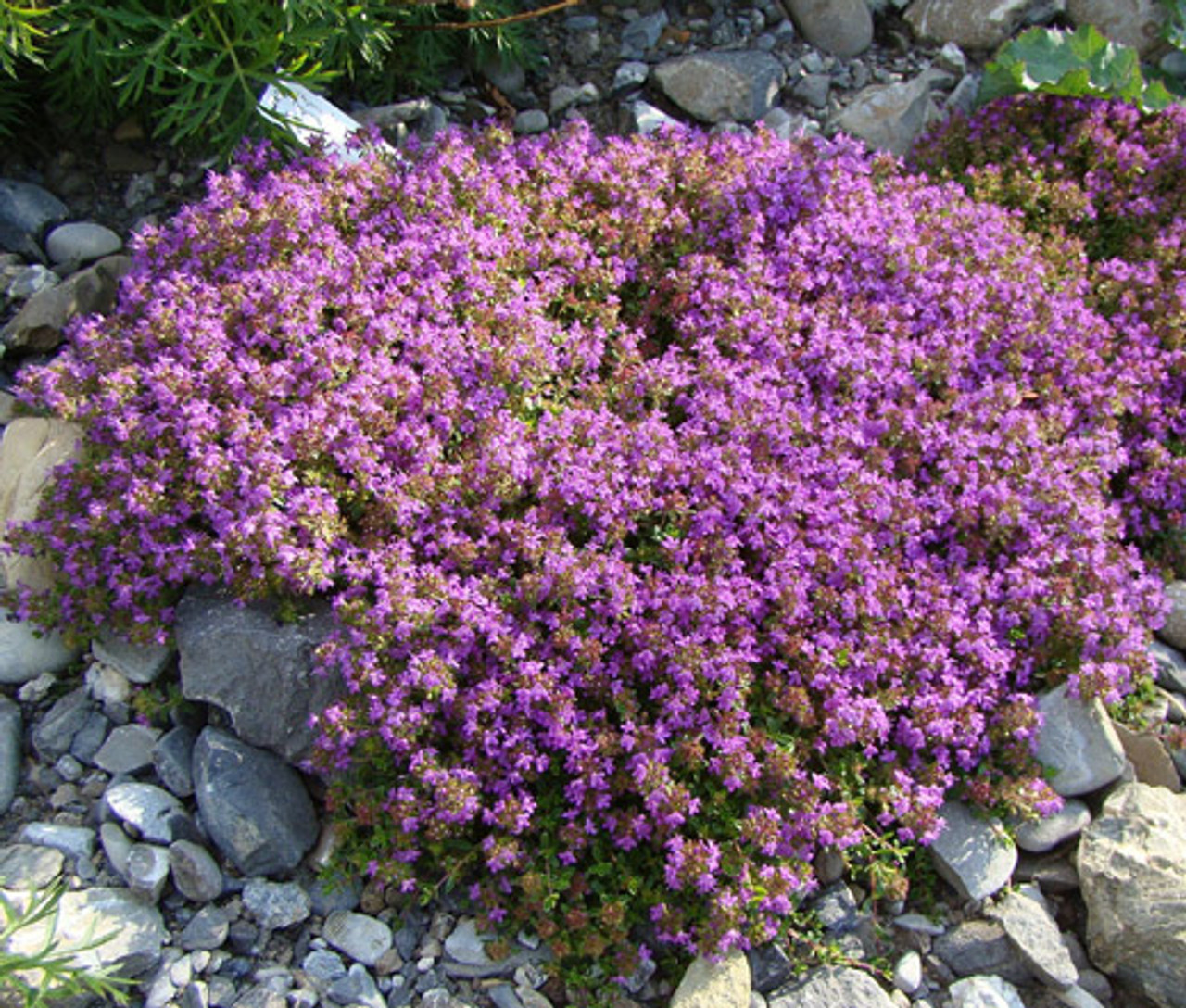 Types of Creeping Thyme (With Pictures) Identification Guide