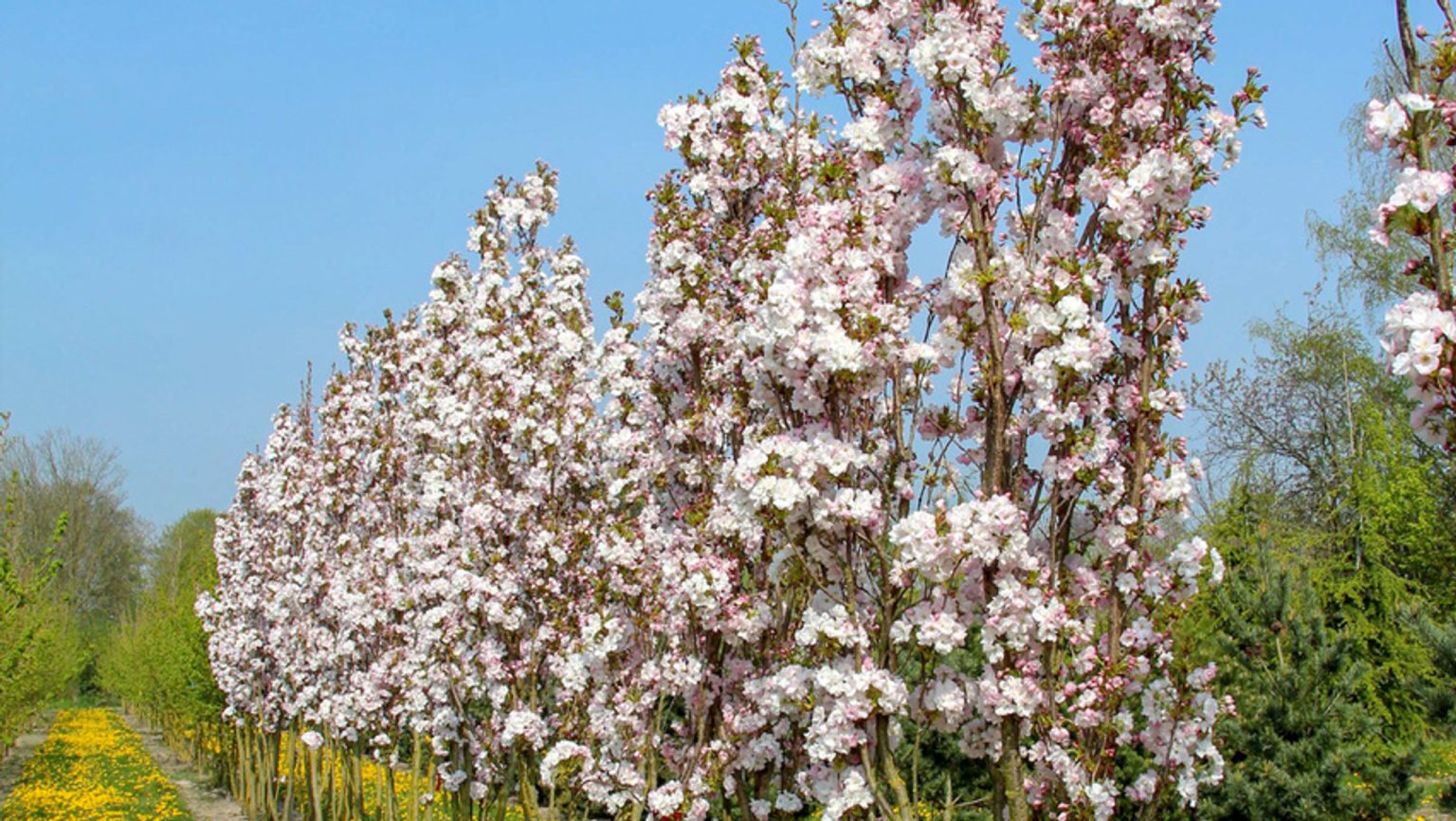 Columnar Trees For Small Gardens With Pictures Identification Guide