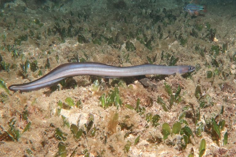 Different Types of Eels That May You Don’t Know » Golden Spike Company