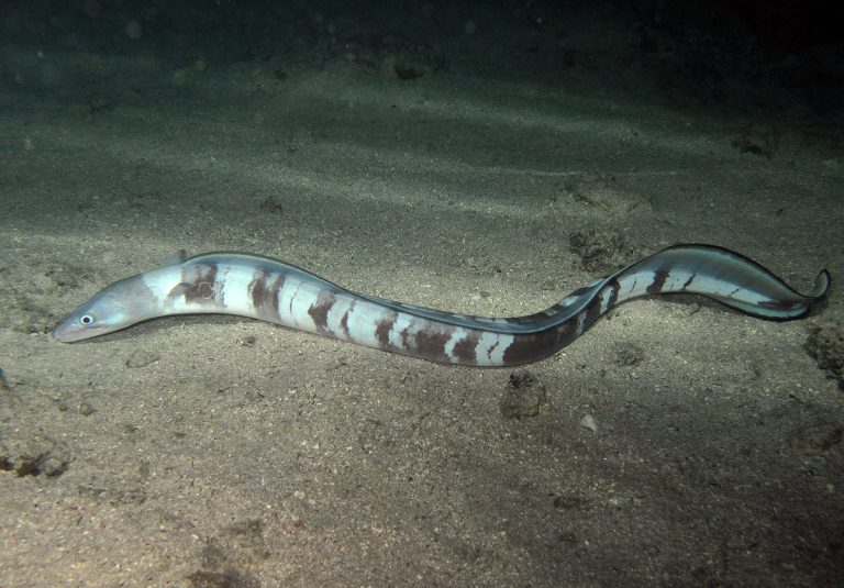 Different Types of Eels That May You Don’t Know » Golden Spike Company